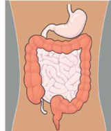 gastro.png