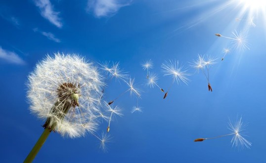 Causes of Seasonal Allergies and Hay Fever